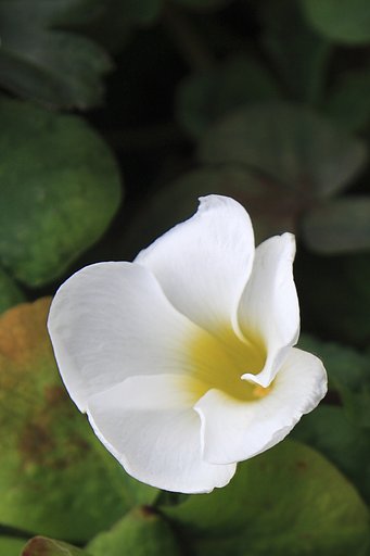 [自然]みんなの花壇