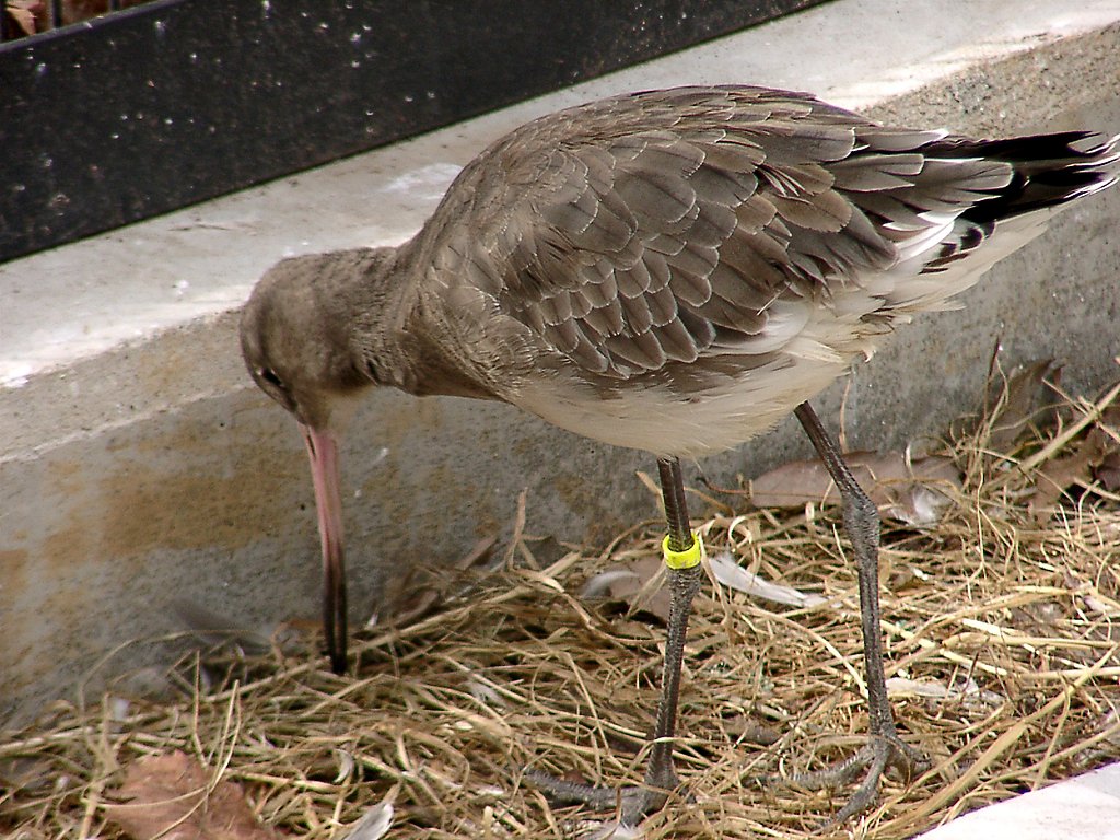 ◆冬の動物園から-16