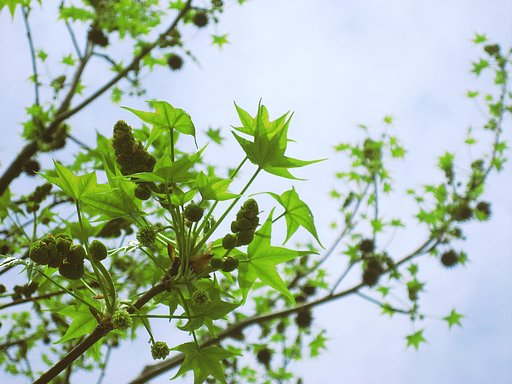 カエデのような木