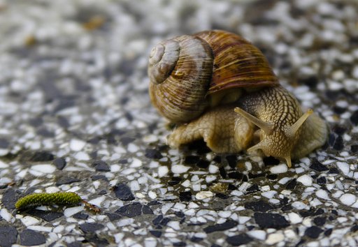 Helix pomatia