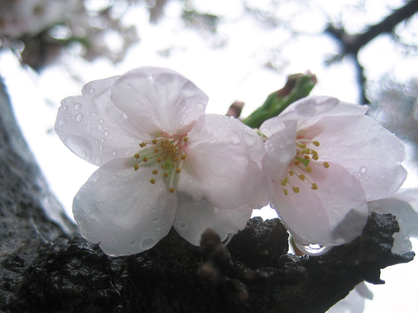 雨桜