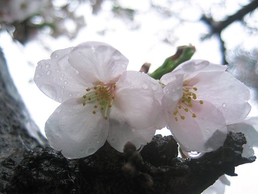 雨桜