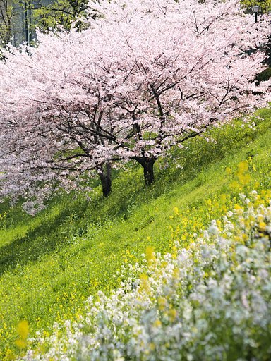 桜の土手