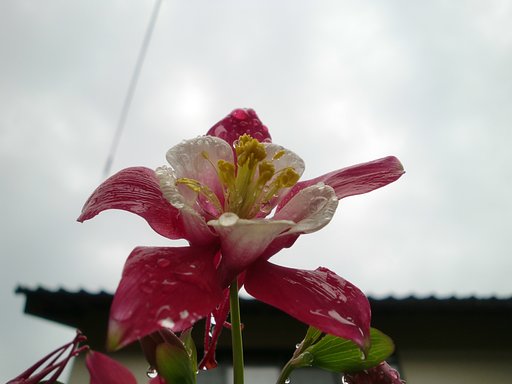 雨に濡れて輝き！