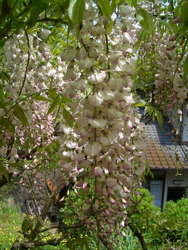 白花の藤です。