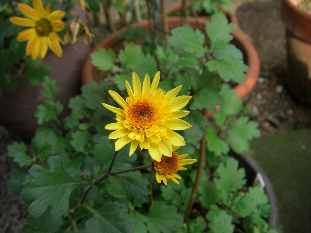 挿し木の　菊