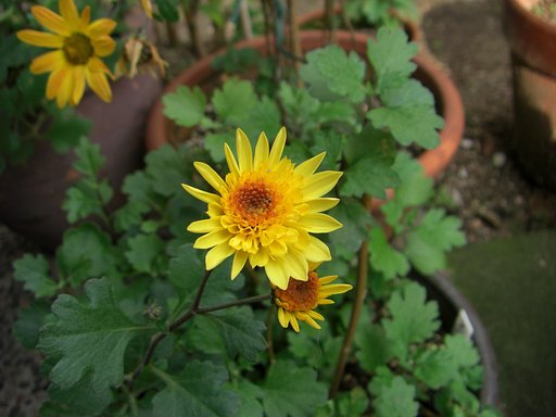 挿し木の　菊