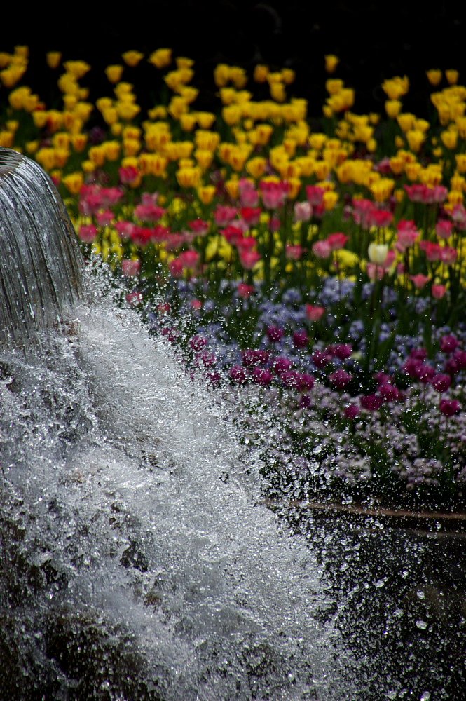滝か？チューリップか！？