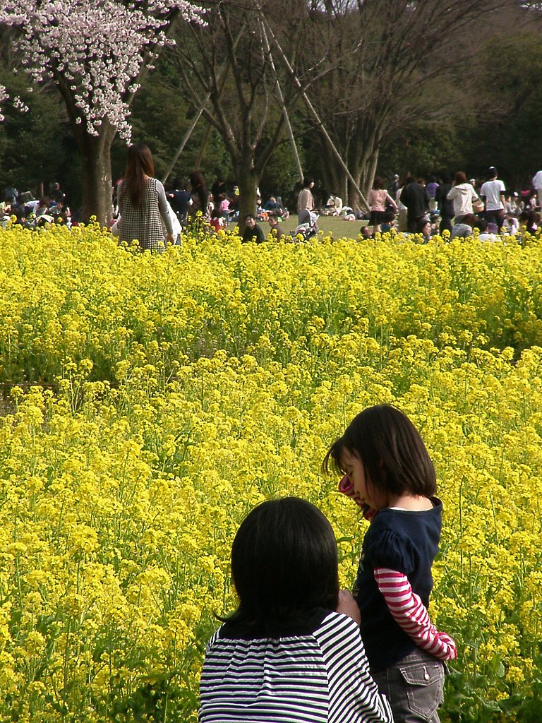●ナノハナ畑と母娘