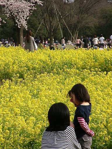 ●ナノハナ畑と母娘