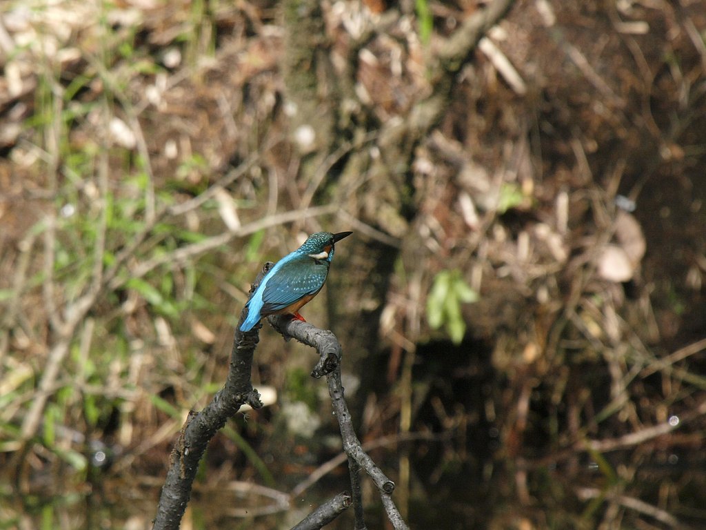 カワセミ