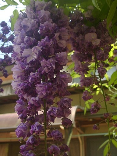 八重咲き・藤の花