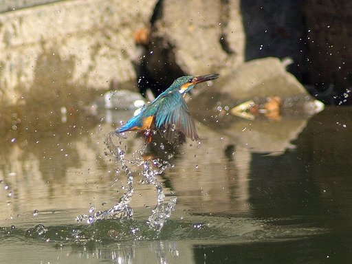 「水上がり直後、両翼のスプラッシュ！」