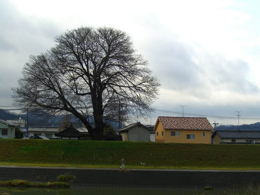 雨上がりの散歩