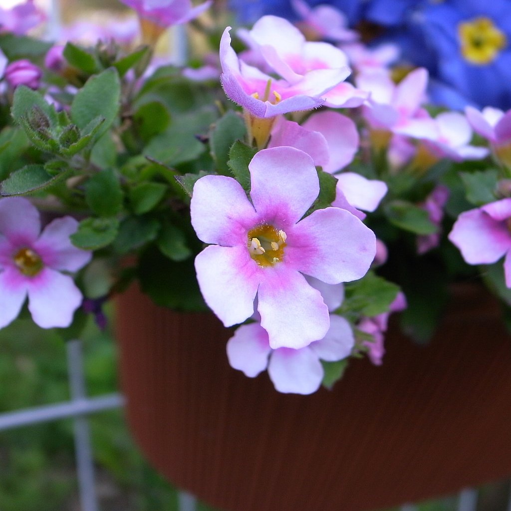 バコバの花