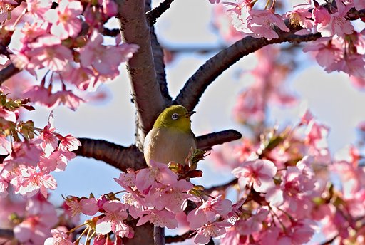 「自然」サクラジロ