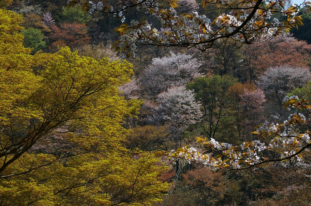 吉野山の桜