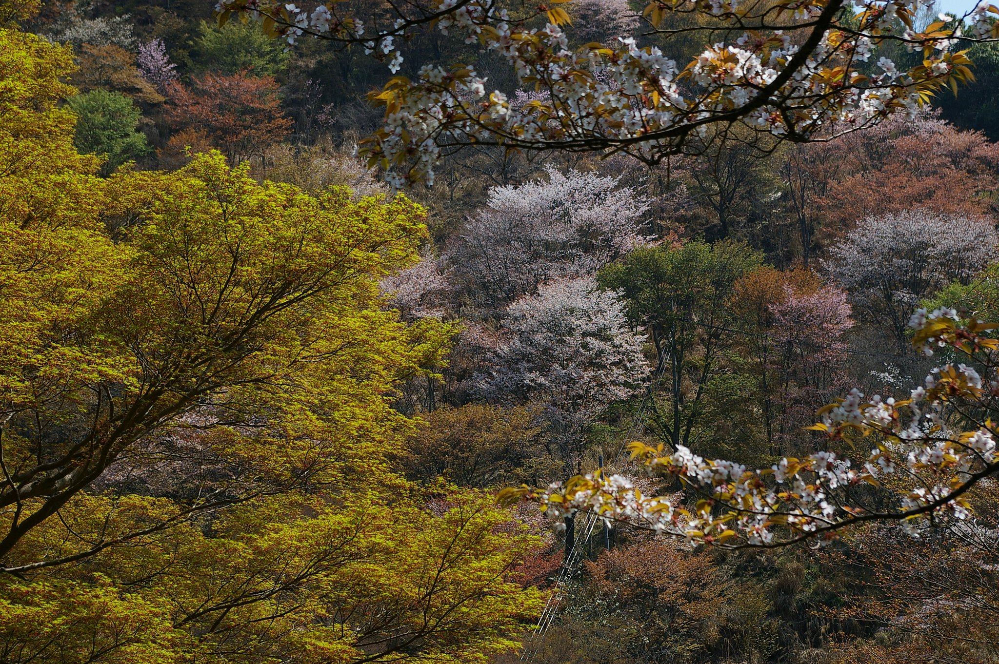 吉野山の桜