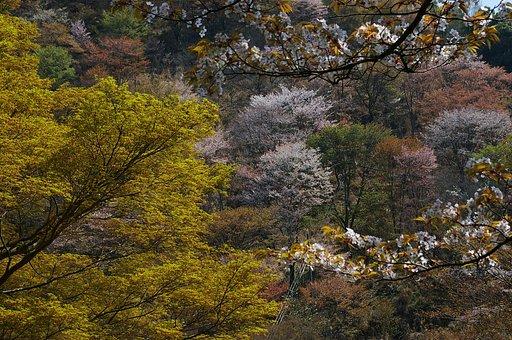 吉野山の桜
