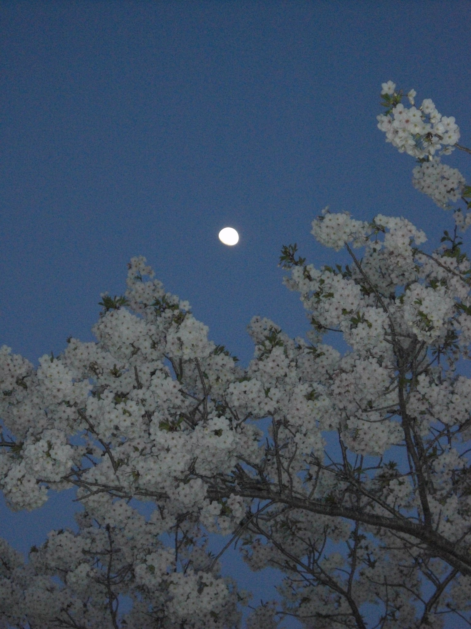 月と桜