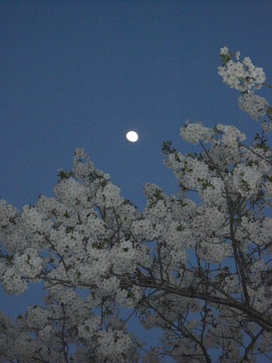 月と桜