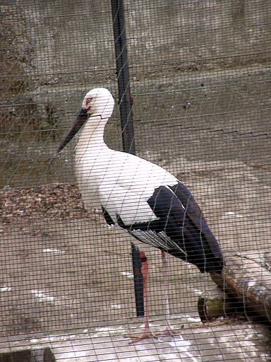 ◆冬の動物園から-21