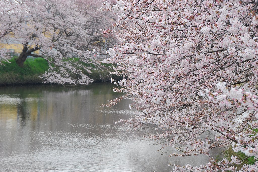 水面（みなも）の桜