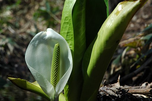 水芭蕉