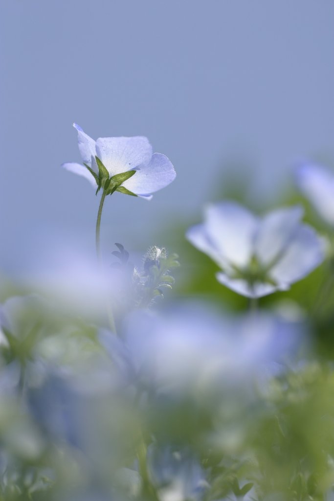 Blue Bell