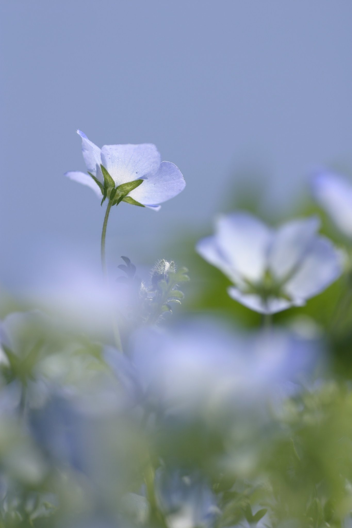 Blue Bell