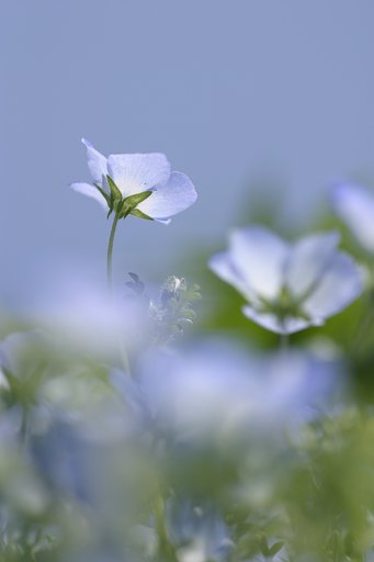 Blue Bell