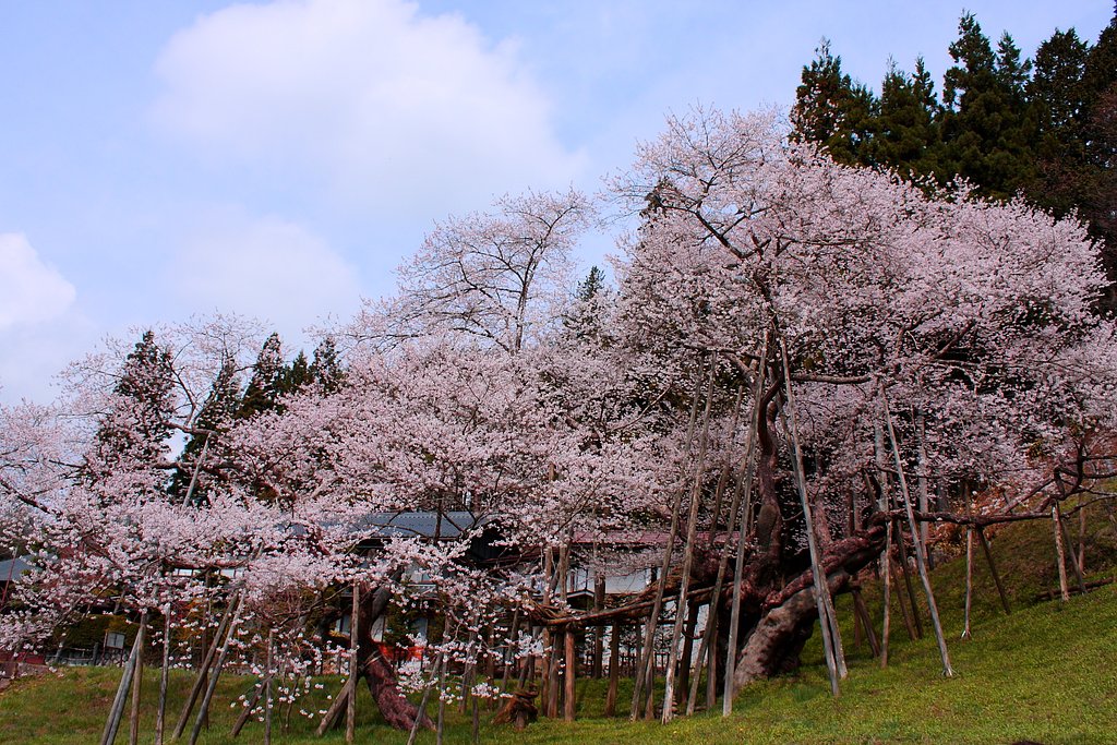 臥龍桜