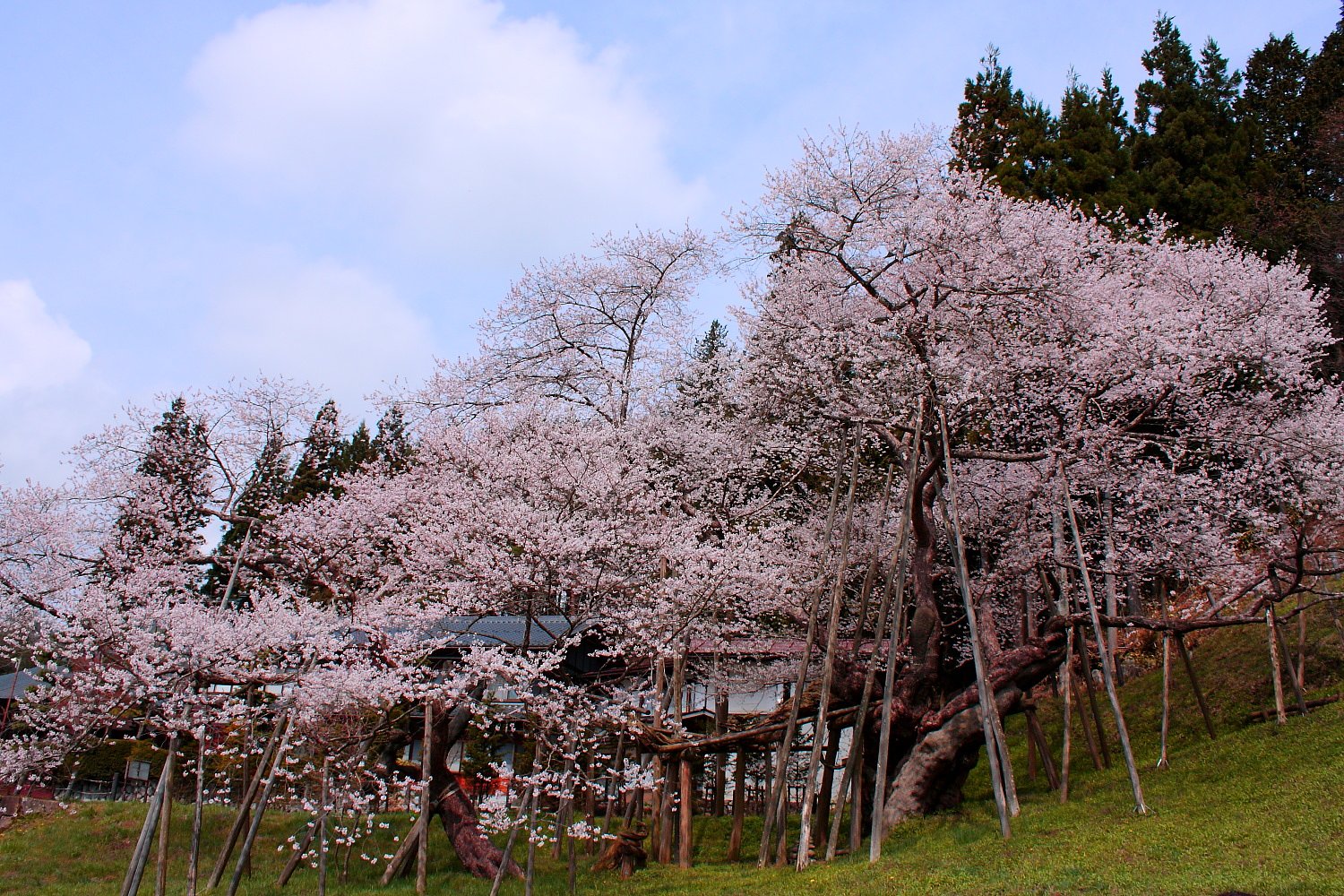 臥龍桜