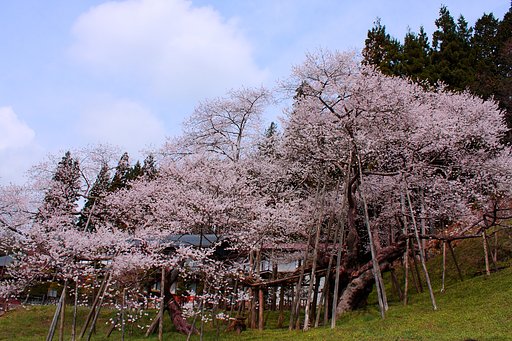 臥龍桜