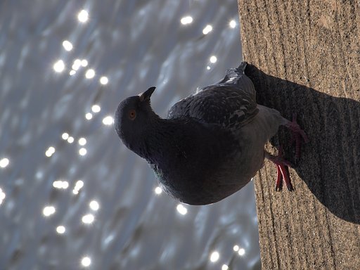 【自然】 （Ｅ）Hato