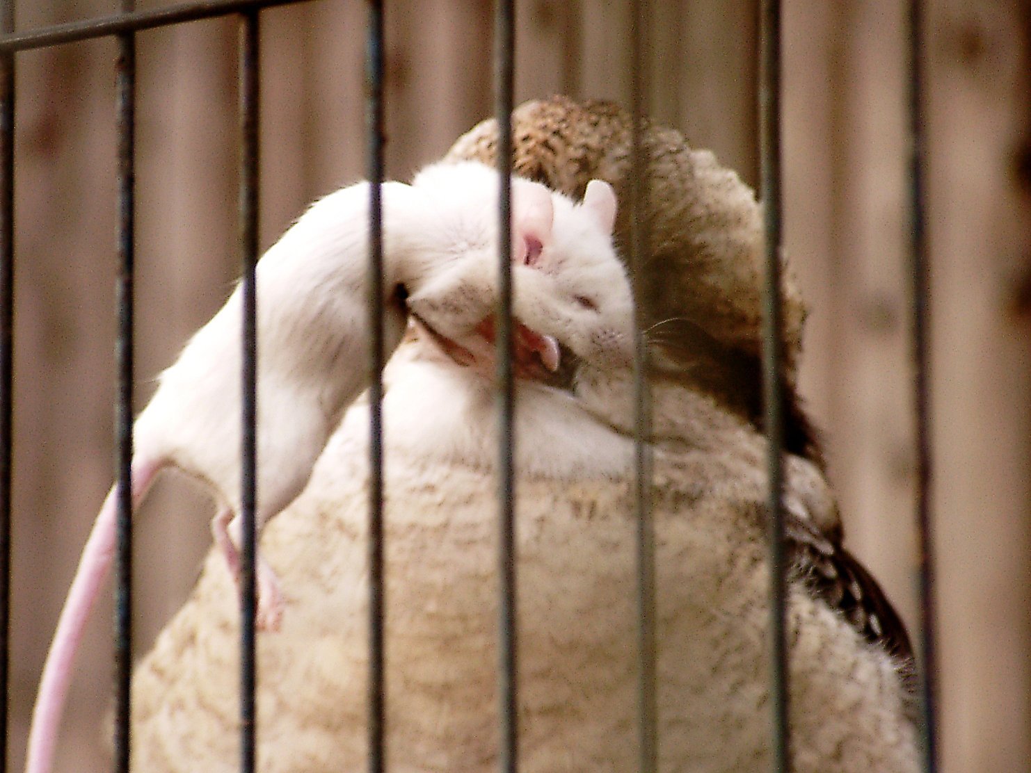 ◆冬の動物園から-24