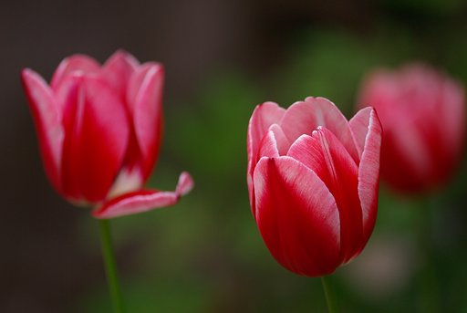 名残りのチューリップ