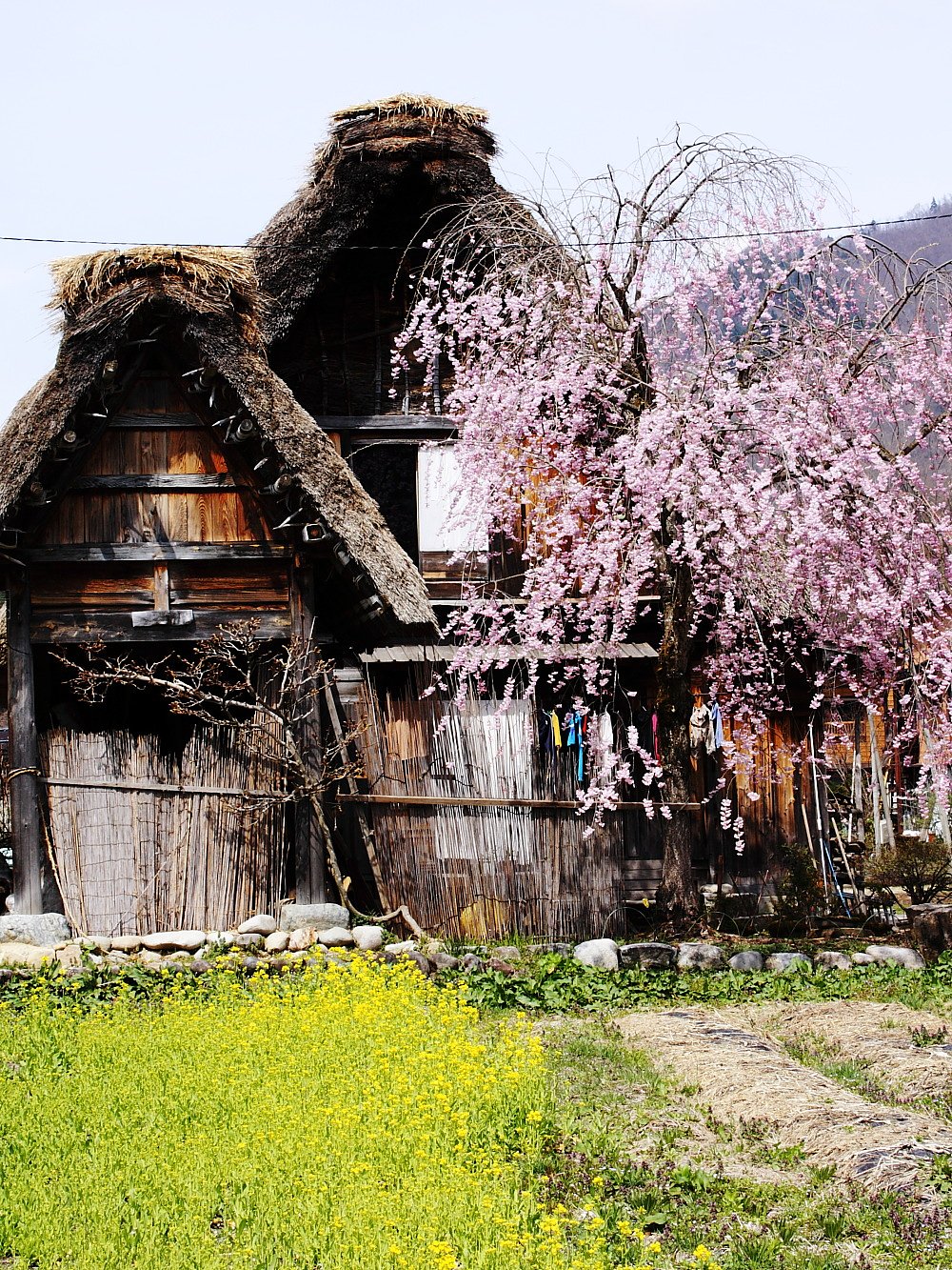 いなかの春