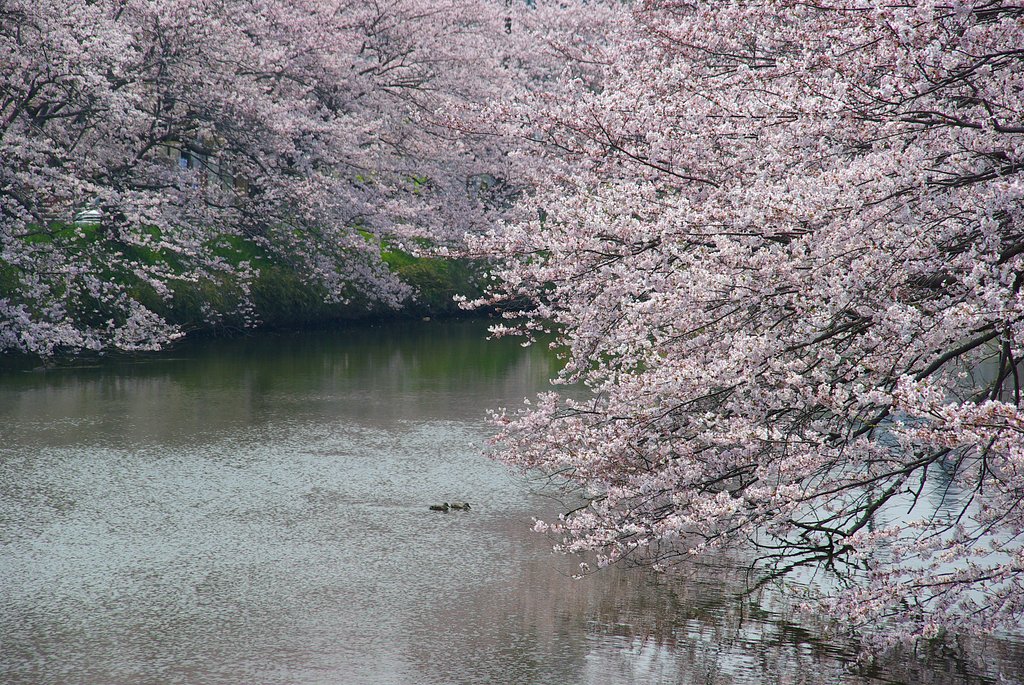 桜満開