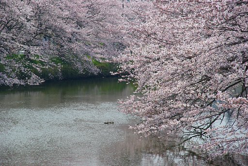 桜満開