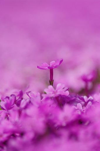 芝桜一輪