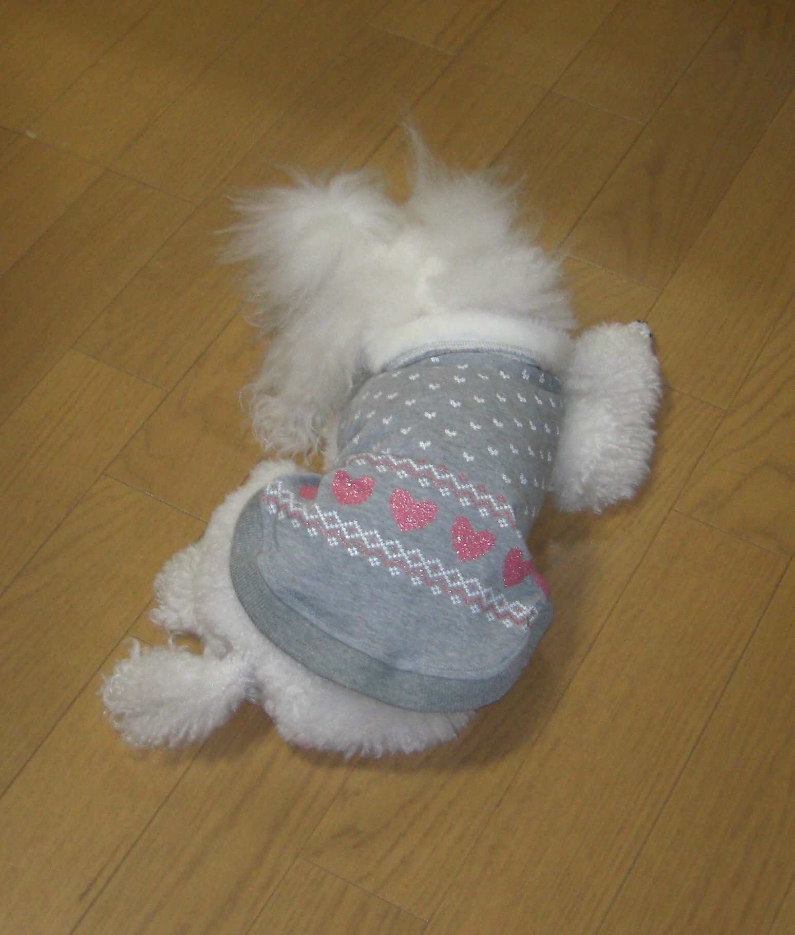 犬