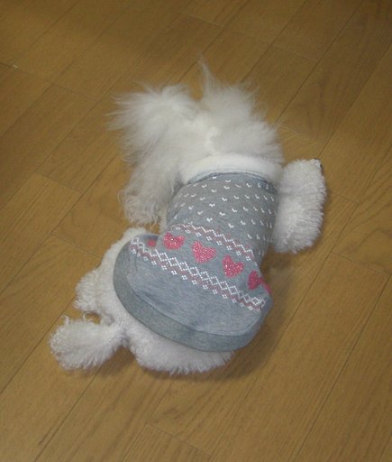 犬