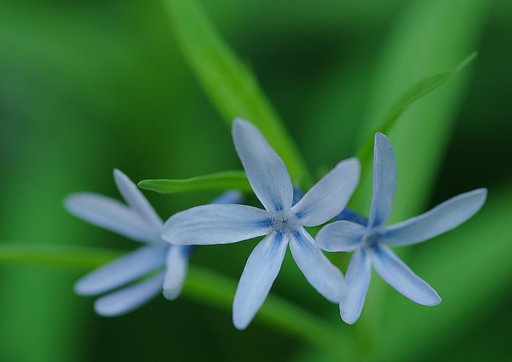 チョウジソウ