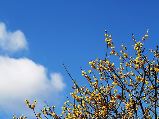 【トキメキの色】蝋梅と空