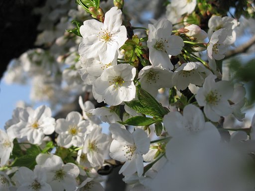 大島桜？ですかね