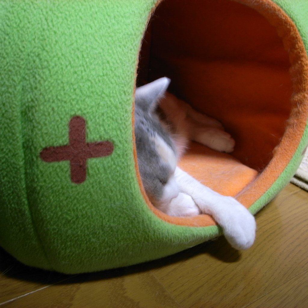 夢みてるかな！