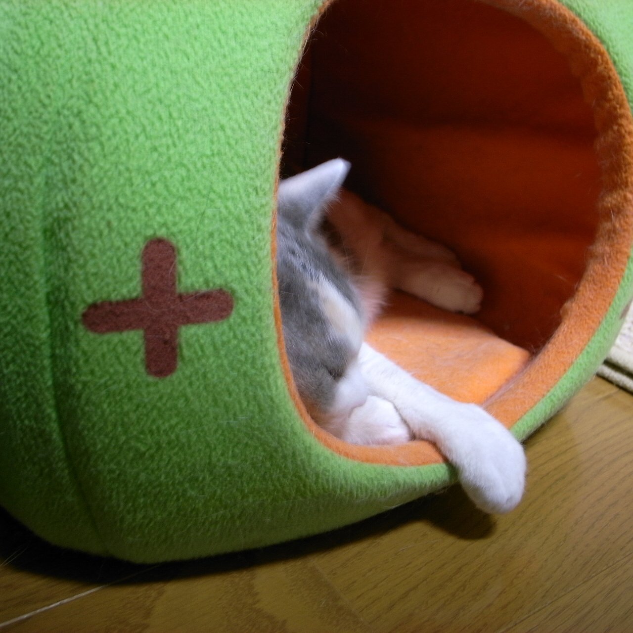 夢みてるかな！