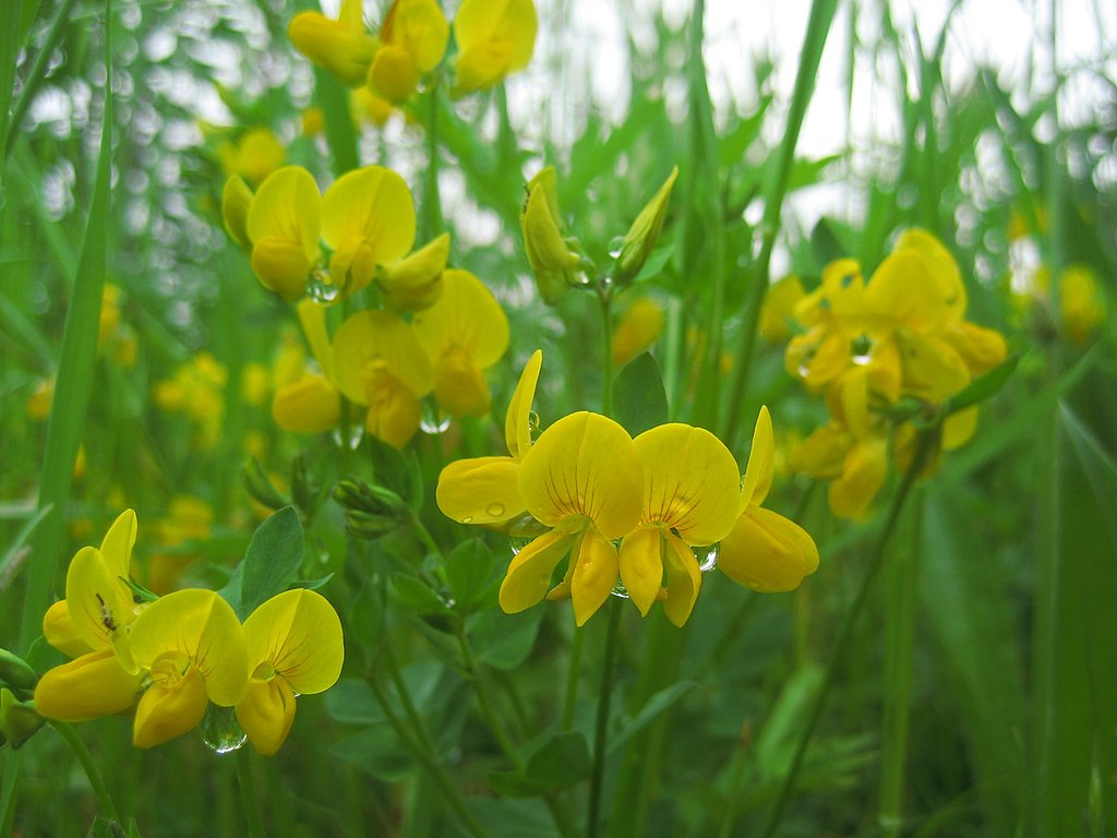 雨上がりのミヤコグサ