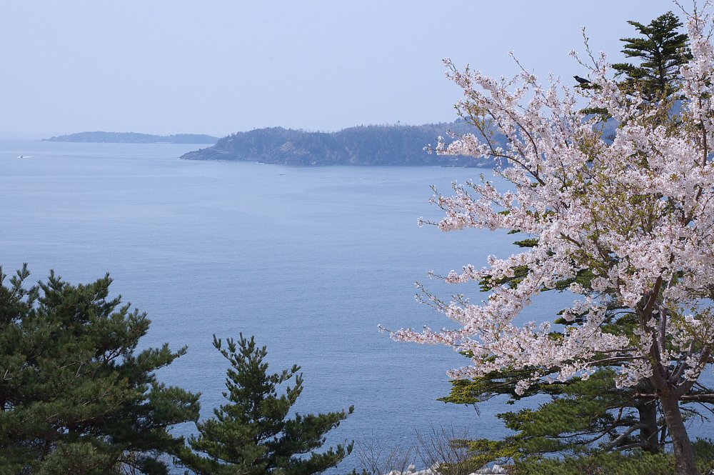 海桜